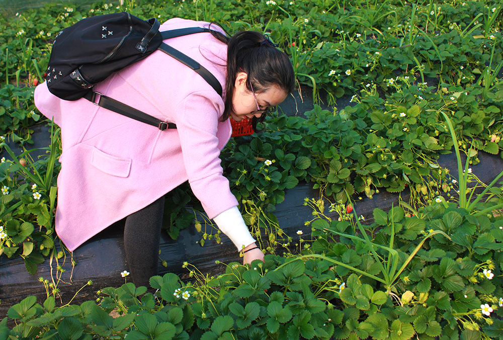 億誠(chéng)建設(shè)三八婦女節(jié)摘草莓 億誠(chéng)建設(shè)三八婦女節(jié)摘草莓