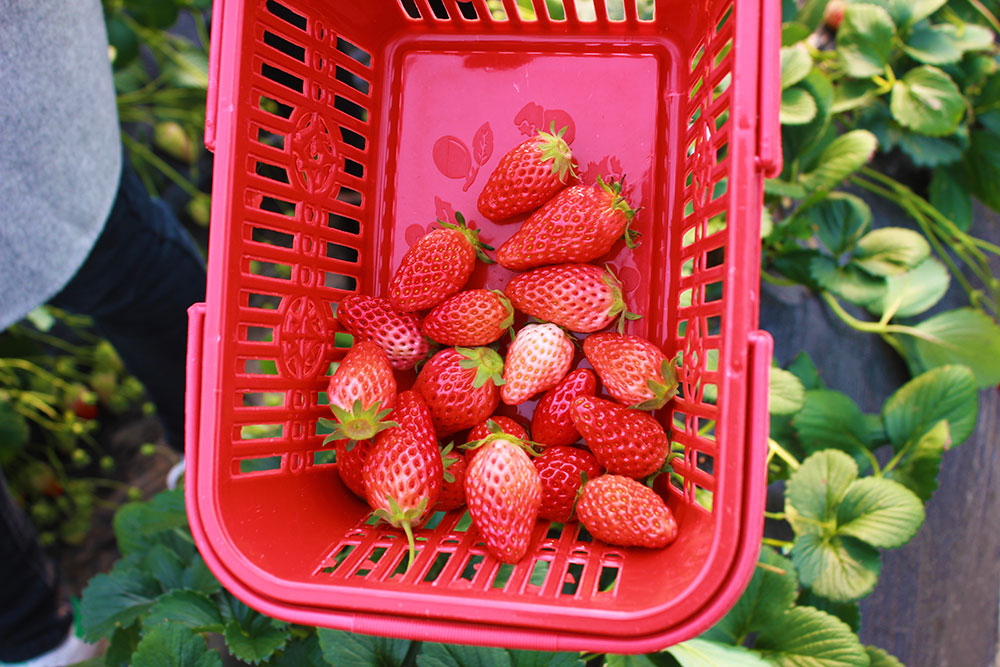 億誠(chéng)建設(shè)三八婦女節(jié)摘草莓 億誠(chéng)建設(shè)三八婦女節(jié)摘草莓