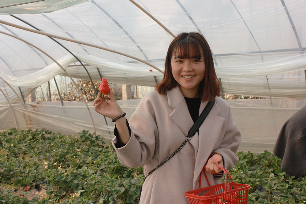 億誠(chéng)建設(shè)三八婦女節(jié)摘草莓 億誠(chéng)建設(shè)三八婦女節(jié)摘草莓