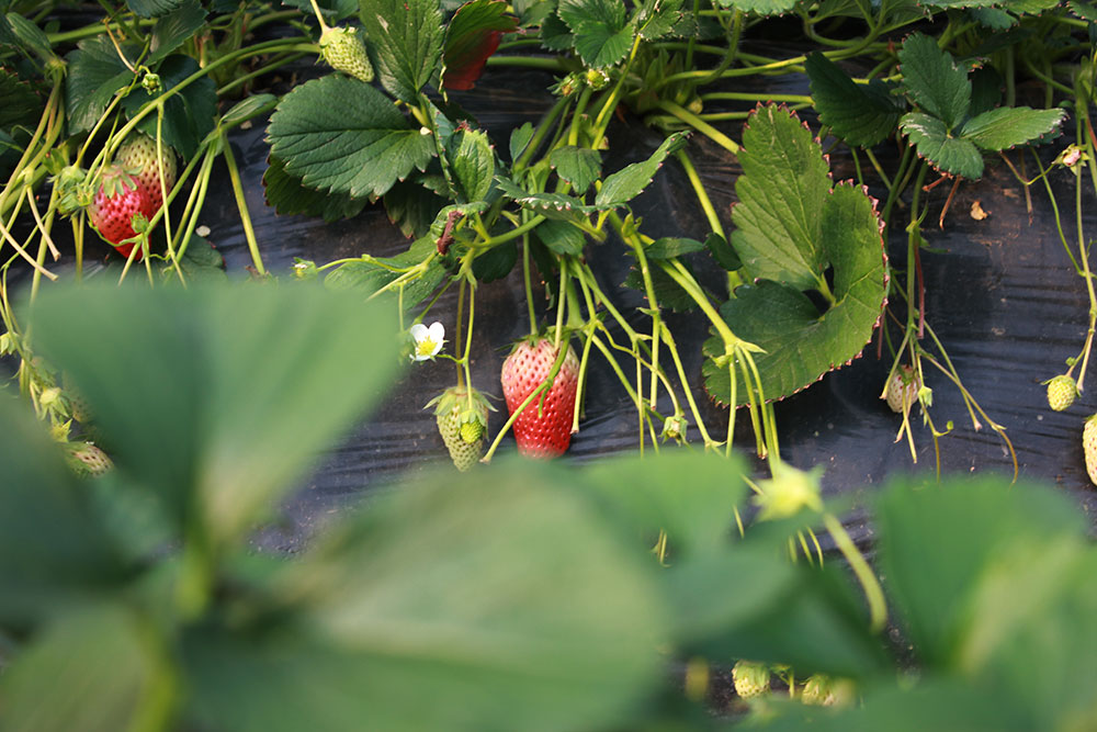 億誠(chéng)建設(shè)三八婦女節(jié)摘草莓 億誠(chéng)建設(shè)三八婦女節(jié)摘草莓