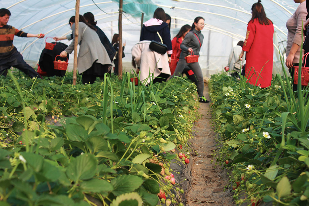 億誠(chéng)建設(shè)三八婦女節(jié)摘草莓 億誠(chéng)建設(shè)三八婦女節(jié)摘草莓