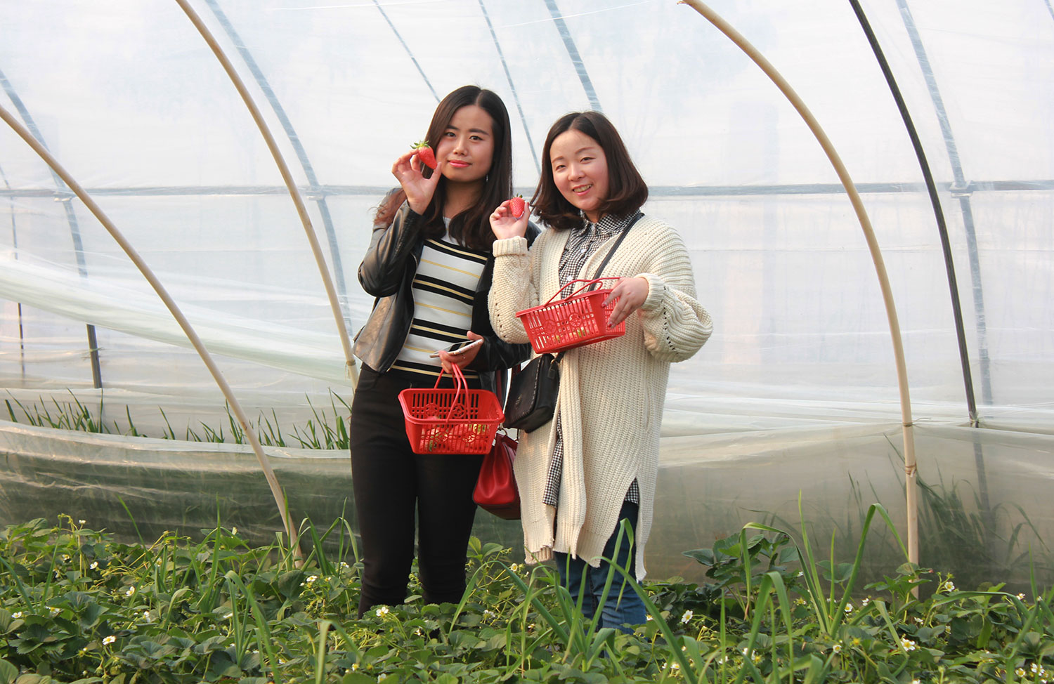 億誠(chéng)建設(shè)三八婦女節(jié)摘草莓 億誠(chéng)建設(shè)三八婦女節(jié)摘草莓