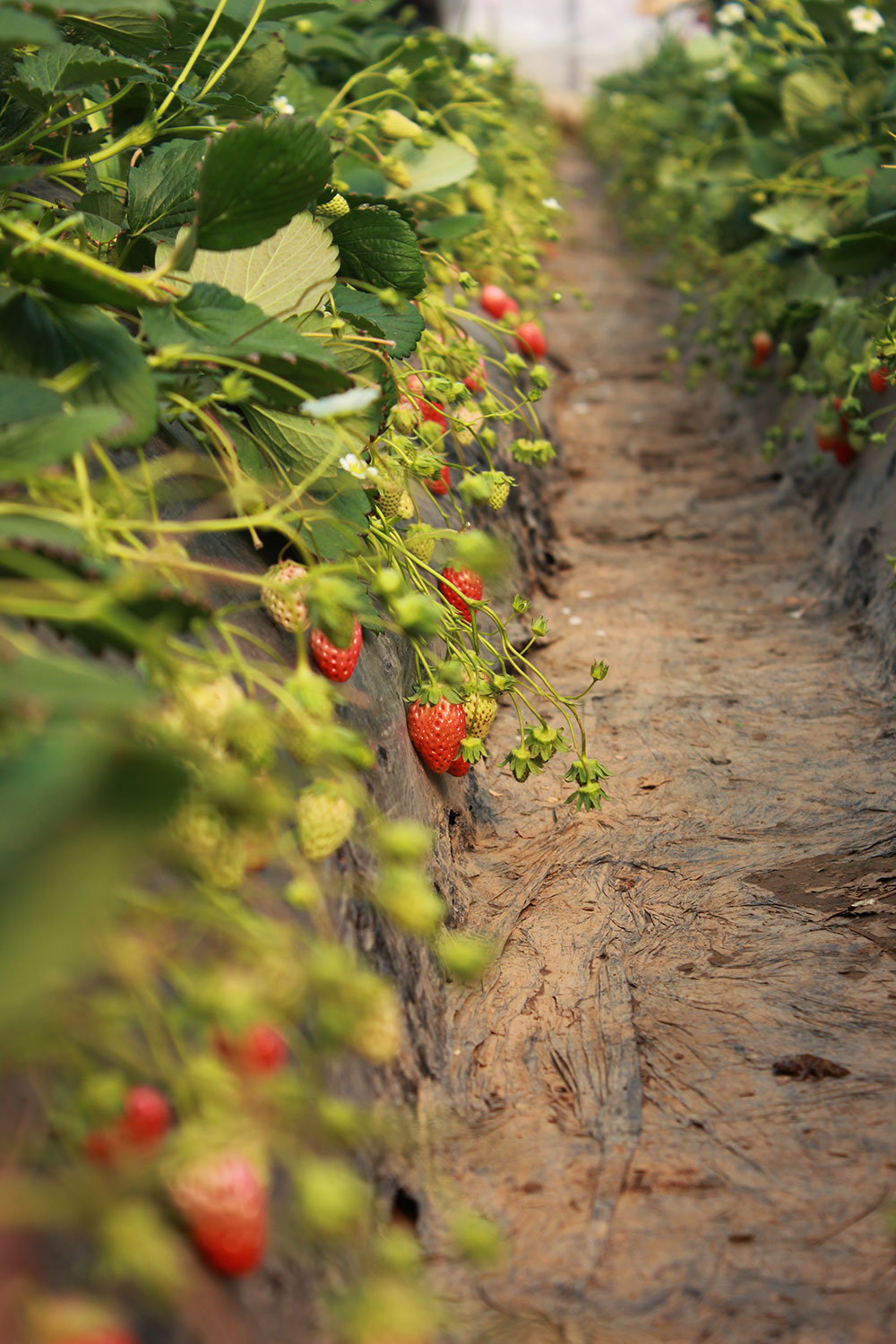 億誠(chéng)建設(shè)三八婦女節(jié)摘草莓 億誠(chéng)建設(shè)三八婦女節(jié)摘草莓