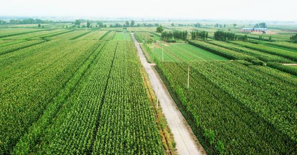 十三五農業新發展 十三五農業新發展